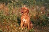 DOGUE DE BORDEAUX 358